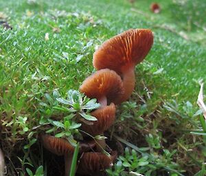 3 brown mushrooms on a bed of green