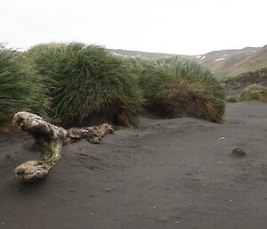 A washed up tree on the beach