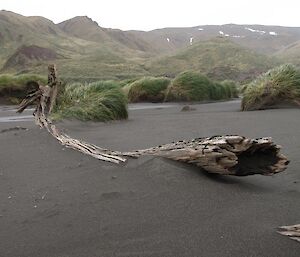 A weathered tree trunk almost buried in black sand