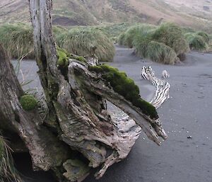 Washed up tree among the tussocks and sand