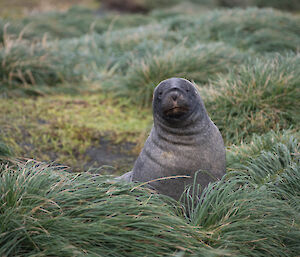 Our Hooker’s sea lion looks straight at camera.