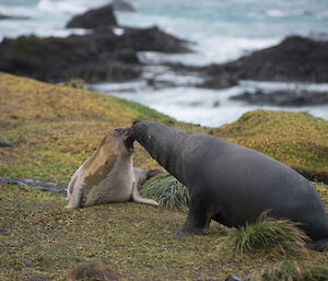 An elephant seal growls at the Hooker sealion