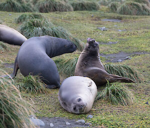 The Hooker’s sea lion meets some other elephant seals and gets reactions ranging from indifference to anger