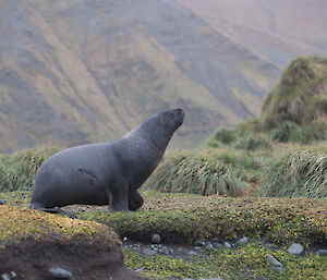 Side shot of the sealion showing the scar on his side