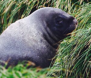 The sealion lying down in the some tussocks of grass.