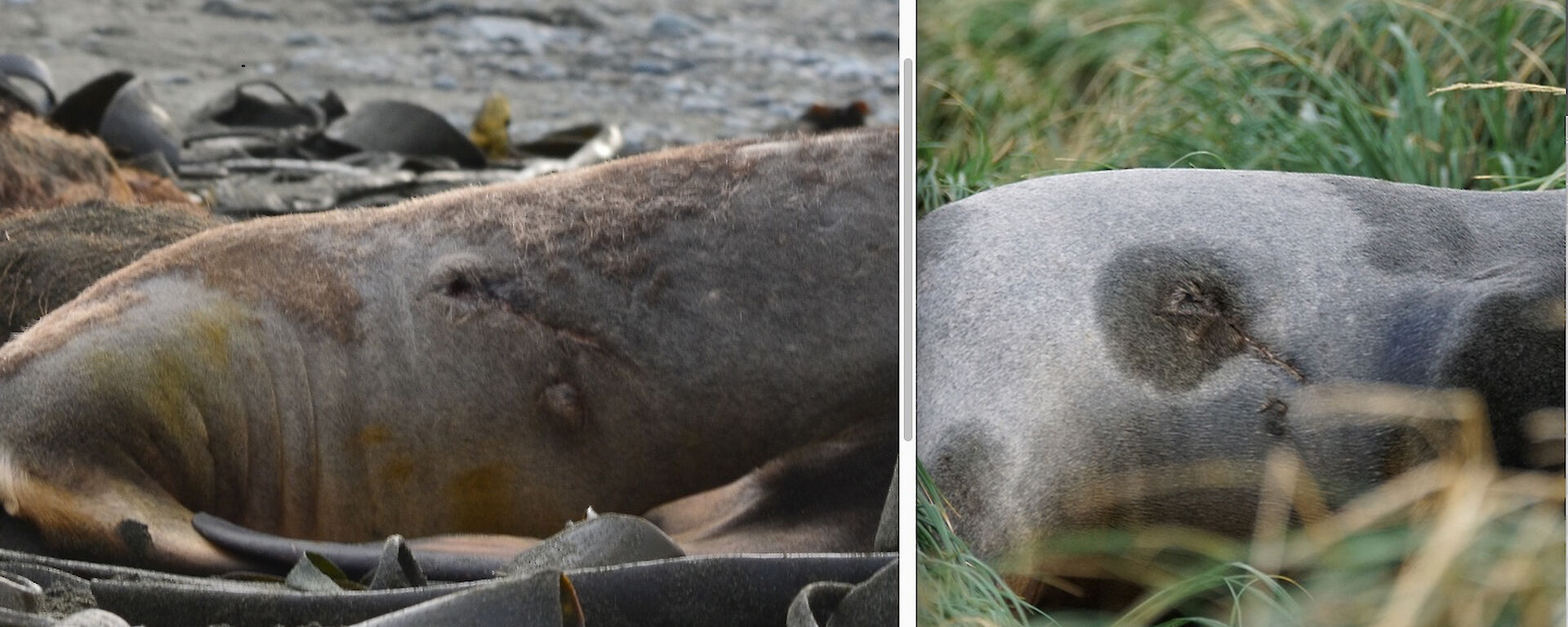 2 side by side shots of the animal’s flank showing the matching scars for verification