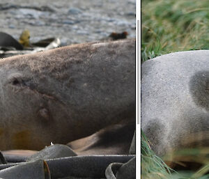 2 side by side shots of the animal’s flank showing the matching scars for verification