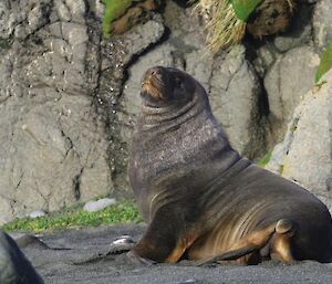 Perfect pose of a hooker sea lion