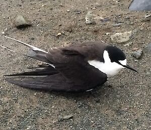 A sooty tern on the ground