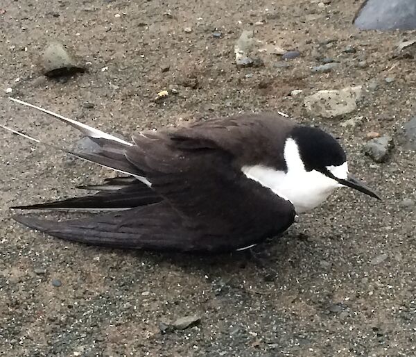 A sooty tern on the ground