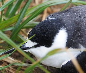 Close up of the bird for ease of identification