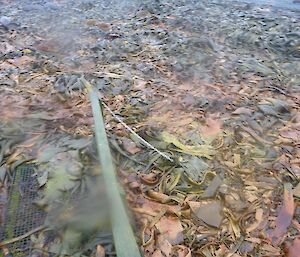 A shot of rotting kelp on the beach.