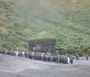 A view of the old hut at sandy Bay with the King penguins