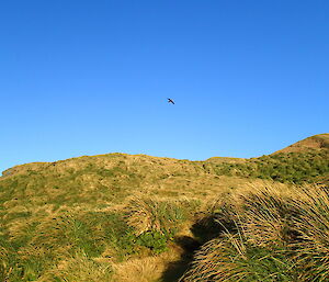 Heading up Doctors Track — Giant petrel overhead.