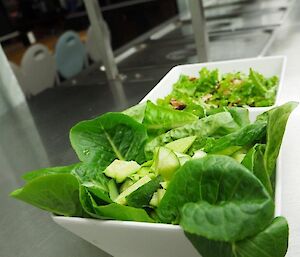 Bowls of salad on the counter