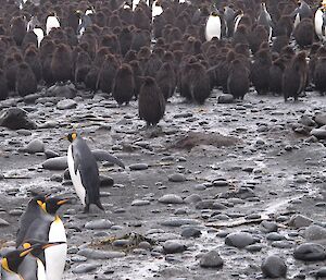 Bedraggled wet king penguin chicks after the rain