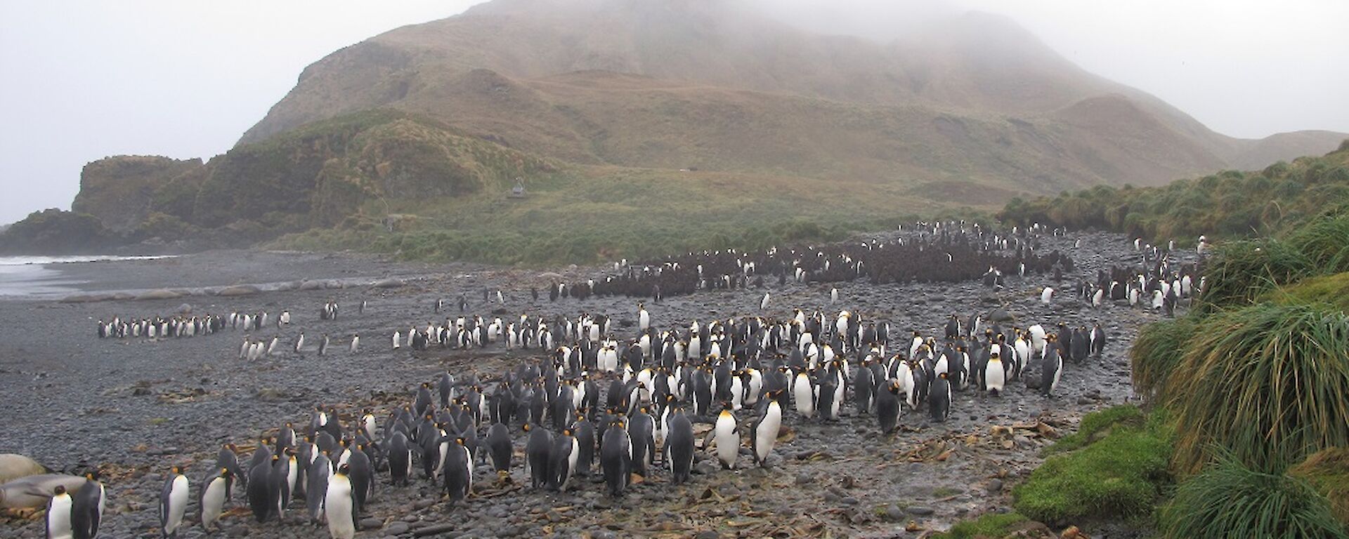 The king penguin colony at Green Gorge