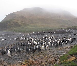 The king penguin colony at Green Gorge