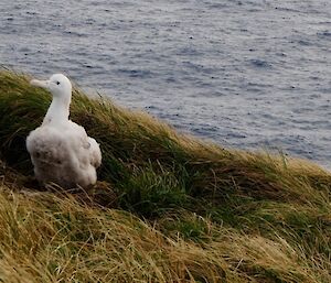 A wandering albatross chick on the nest at Cape Star, Macquarie Island.