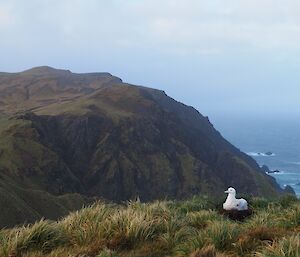 A wandering Albatross chick looking alert and healthy on Petrel Peak, Macquarie Island, July 2016.