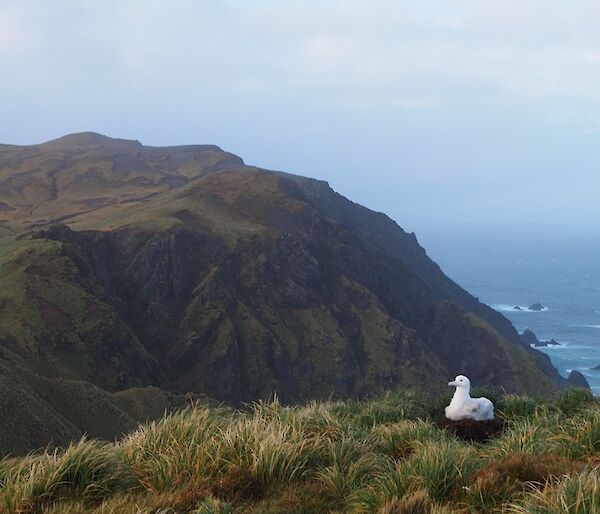 A wandering Albatross chick looking alert and healthy on Petrel Peak, Macquarie Island, July 2016.