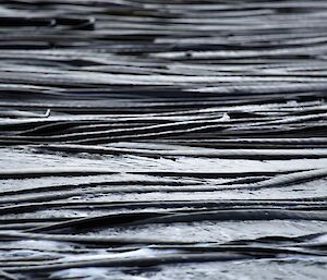 Detail of the kelp at Hurd