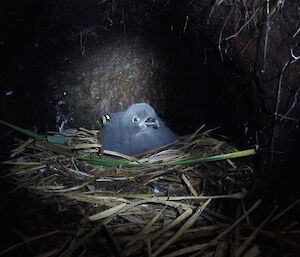 Grey petrel chick on nest