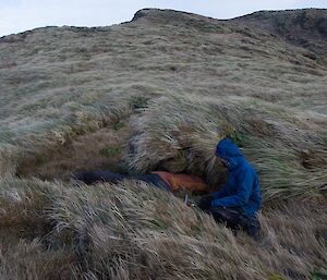 A man is crawling into a burrow under tussocks whilst another person sits beside him