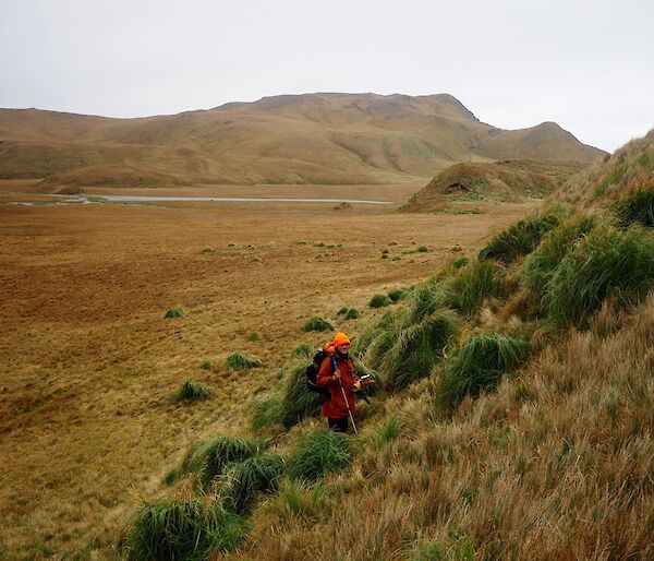 A man on the slope looking for burrows