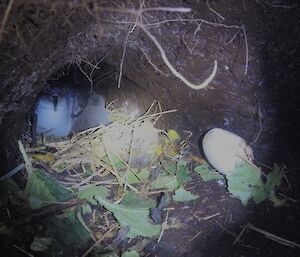 An adult and chick on the nest in the burrow