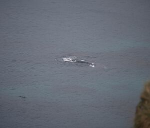 The whale was identifiable due to the size and lack of dorsal fin