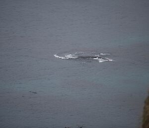 A southern right whale swimming around in the bay