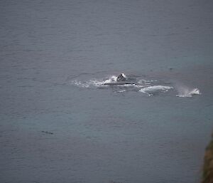 The body of the whale is visible momentarily