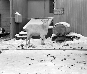 Black and white image of goat on the snow with wall of station building behind