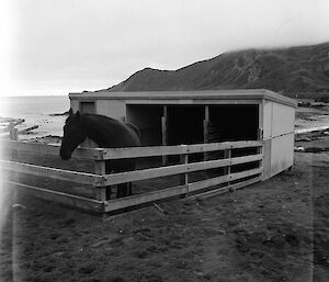 Horse and horse stables at Macquarie Island station