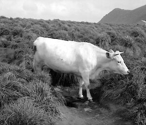 Black and white image of white cow eating the tussock grass