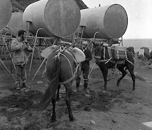 Horse handler making final adjustments with two pack horses prior departing on field trip