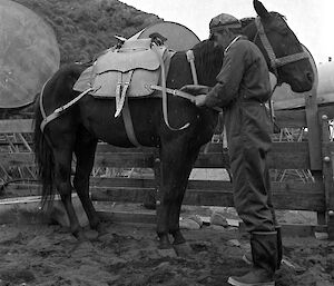 Horse handler saddling up packhorse in 1970