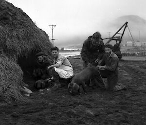 Black and white image of four men with three pigs next to large mound of tussock grass