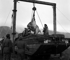 Cow being lifted by gantry crane from amphibious vehicle attending by group of seven men