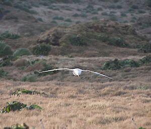 Southern giant petrel flying