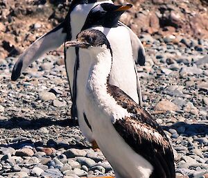 A shag standing in front of two penguins