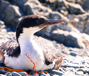 Bird sitting on rocky beach