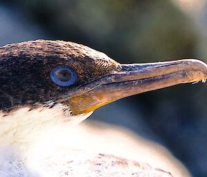 Close up of bird and distinguishing features