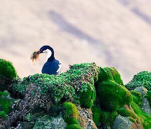 A bird on a rock with grass in beak