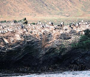 Group of birds on a rock