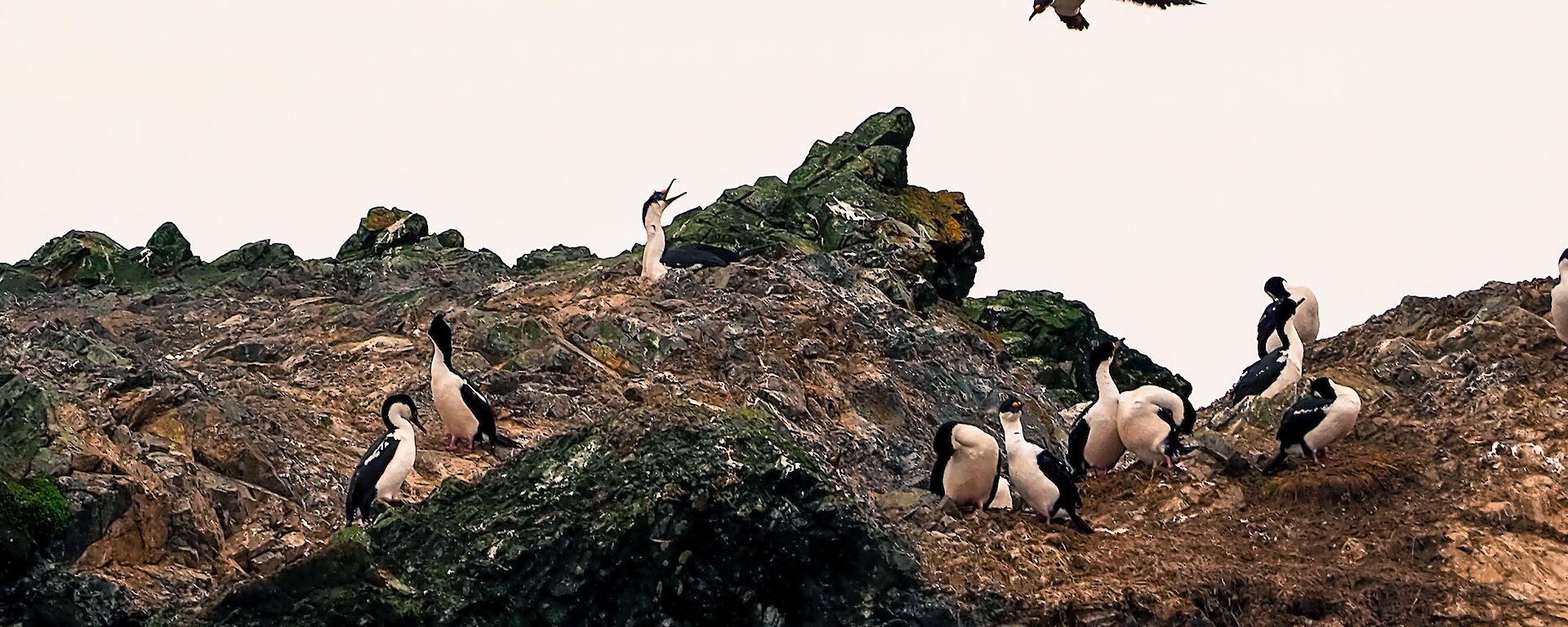 Bird coming to land on rock with other birds