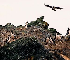 Bird coming to land on rock with other birds