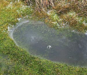 A frozen puddle with vegetation visible under ice
