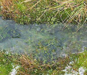 A frozen puddle with vegetation captured under the ice